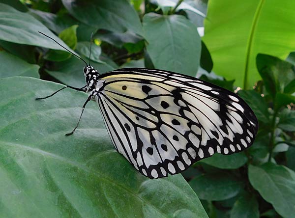 Besuch im Schmmetterlingshaus im Zoo Krefeld