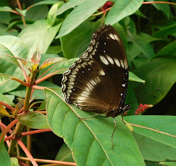 Besuch im Schmmetterlingshaus im Zoo Krefeld
