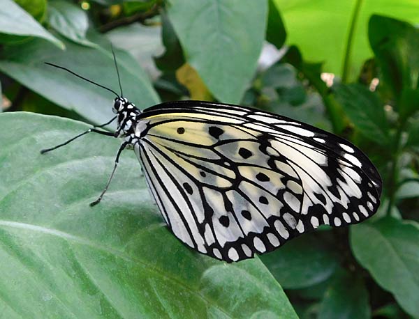 Besuch im Schmmetterlingshaus im Zoo Krefeld