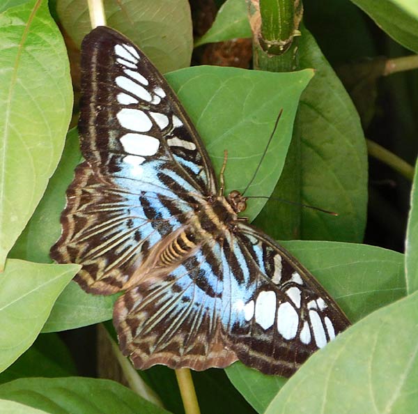 Besuch im Schmmetterlingshaus im Zoo Krefeld