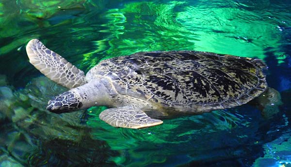 Gro&szlig;aquarium Sealife in Oberhausen