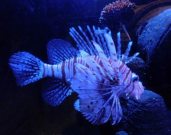 Gro&szlig;aquarium Sealife in Oberhausen