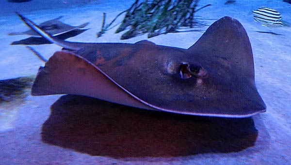 Gro&szlig;aquarium Sealife in Oberhausen
