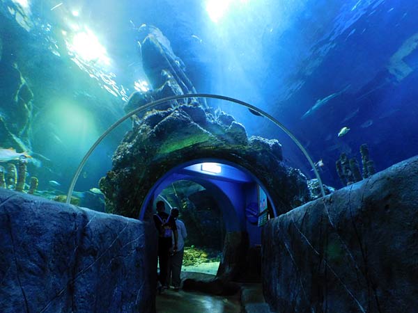Gro&szlig;aquarium Sealife in Oberhausen