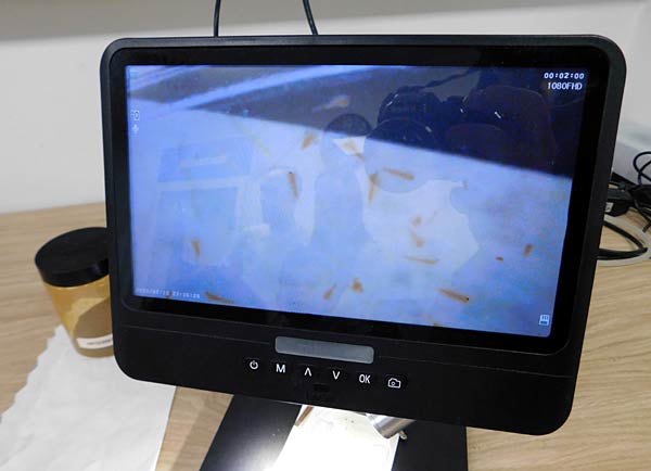 Gro&szlig;aquarium Sealife in Oberhausen