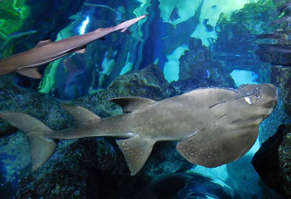 Gro&szlig;aquarium Sealife in Oberhausen