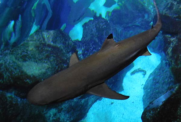 Gro&szlig;aquarium Sealife in Oberhausen