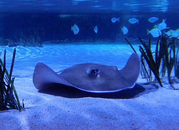 Gro&szlig;aquarium Sealife in Oberhausen
