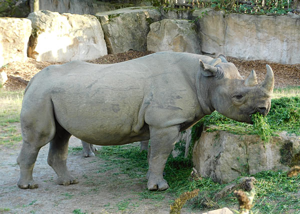 'Lange Sommernacht mit Bat Night' im Zoo Krefeld