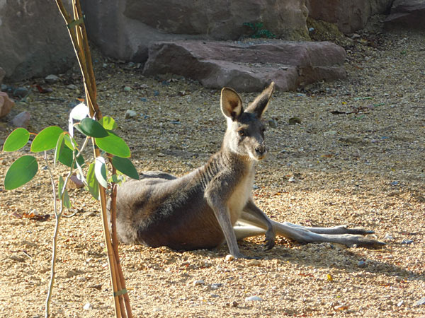 'Lange Sommernacht mit Bat Night' im Zoo Krefeld