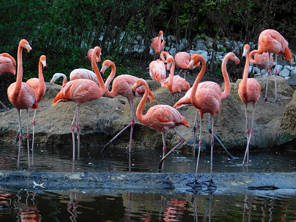 'Lange Sommernacht mit Bat Night' im Zoo Krefeld