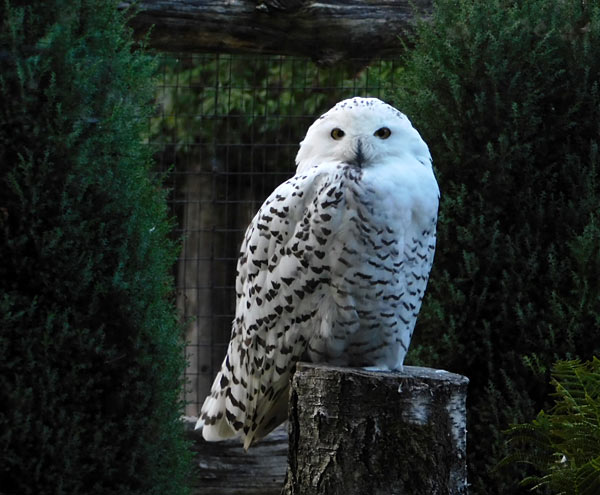 'Lange Sommernacht mit Bat Night' im Zoo Krefeld