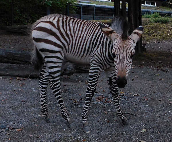 'Lange Sommernacht mit Bat Night' im Zoo Krefeld