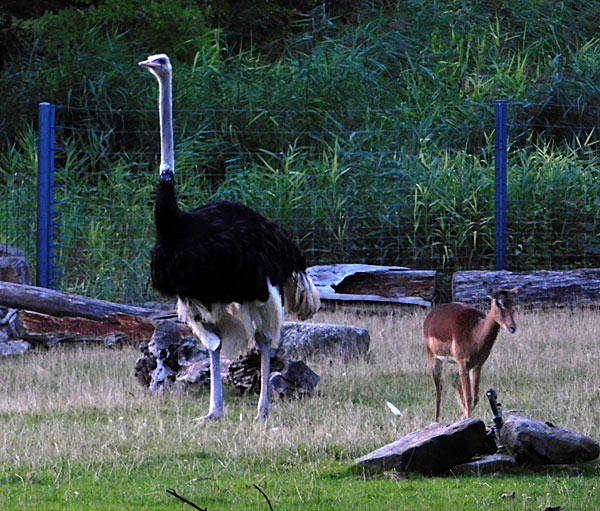 'Lange Sommernacht mit Bat Night' im Zoo Krefeld