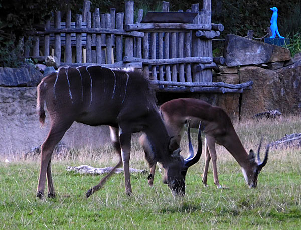 'Lange Sommernacht mit Bat Night' im Zoo Krefeld
