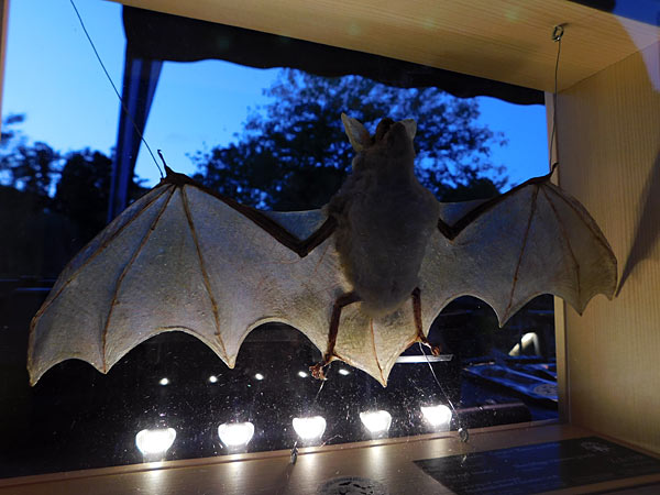 'Lange Sommernacht mit Bat Night' im Zoo Krefeld