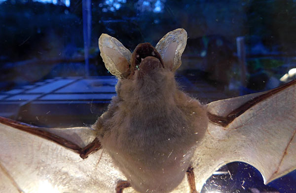 'Lange Sommernacht mit Bat Night' im Zoo Krefeld