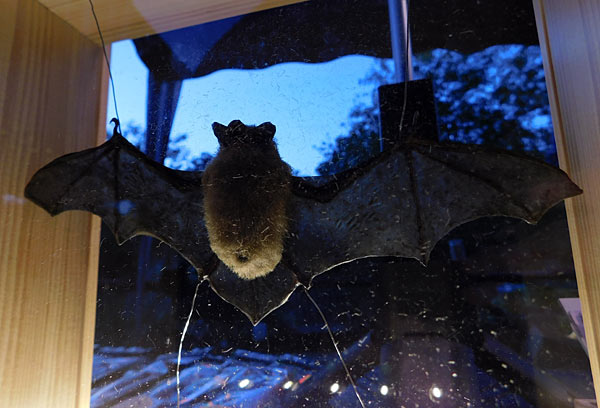 'Lange Sommernacht mit Bat Night' im Zoo Krefeld