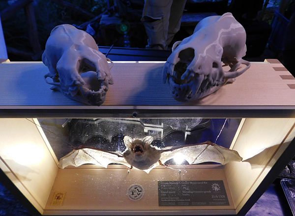 'Lange Sommernacht mit Bat Night' im Zoo Krefeld