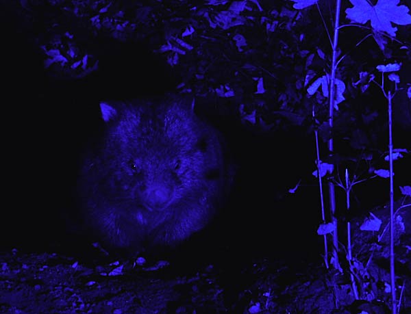 'Zoolichter' 2025 im Zoo Duisburg